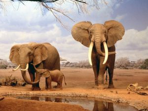 wildlife safari destinations in botswana